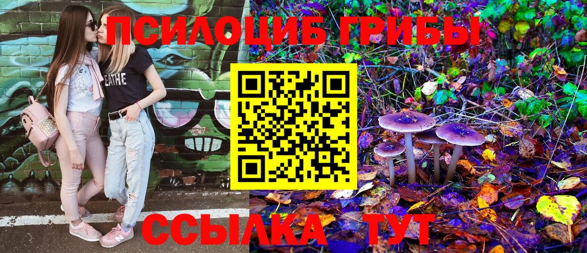 Псилоцибиновые грибы Psilocybe Кохма